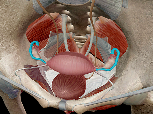 Female Internal Anatomy Diagram / Female Internal Organs Respiratory